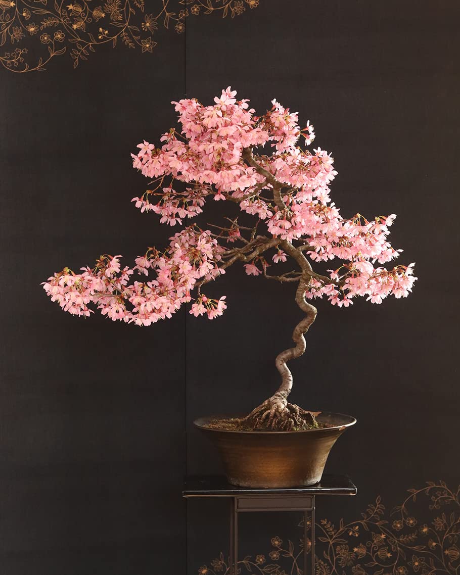 Amazon.com : 30 Japanese Flowering Cherry Blossom Bonsai Seeds